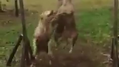 Three dogs playing in an amazing way