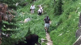 Moose Meanders Across Hiking Trail