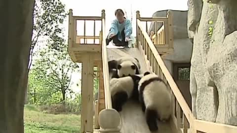 Funny panda 🐼 most viewed video in 2020