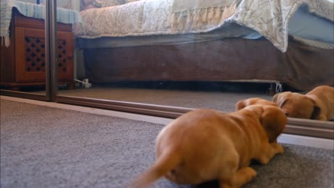 A dog in front of a mirror