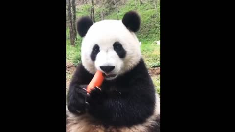 Sweet panda eating