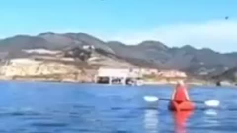 Whale eats kayakers