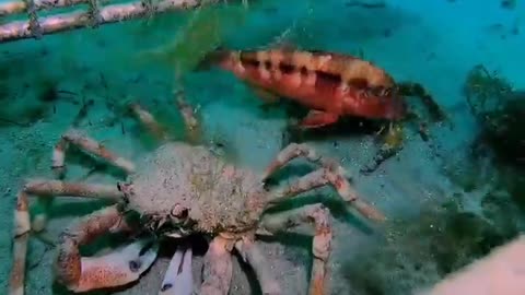 The Giant Spider Crab