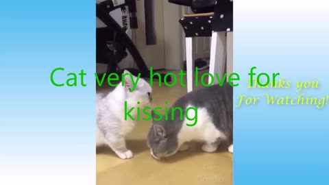Funny And Cute Cat'S Life And Owners Are The Best Friends Videos