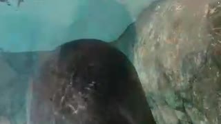 Милые морские котики