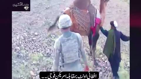 Afghan Camel vs American Soldiers Funny Viral Video