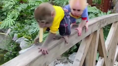 Monkey baby fight