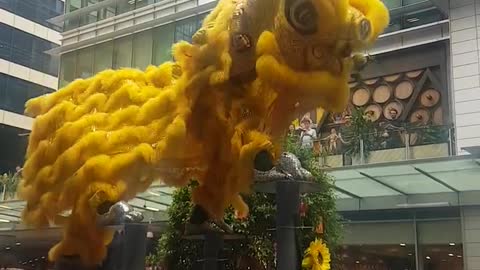 Yellow Lion is Dancing in the Festival