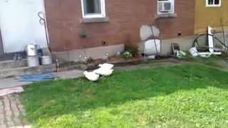 Ducks Chase Dog