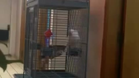 Parrot Making Inappropriate Noises