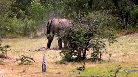 Young Bull Elephant Gives Himself A Dust Bath In Kenya
