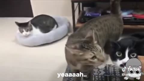 cats talking !! WOW|