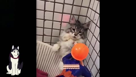 Cat Cute and Funny Pets Video