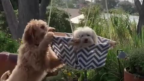 Dog Pushes Sibling on Swing