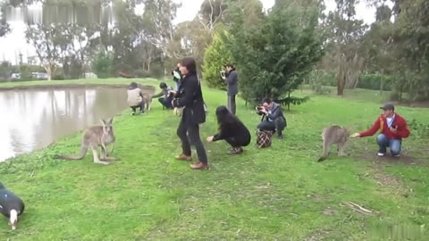 Kangaroo teaching human how to jump !!!
