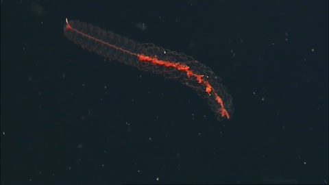 Beautiful transparent worm-like sea creature with a reddish internals | Amazing Ocean Discoveries