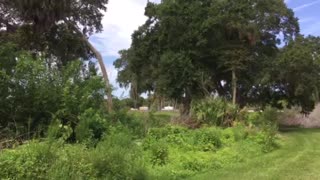 Florida alligator in nature close to the road