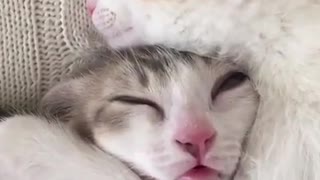 LOL look that Face This Cat is Making when she Sleeps
