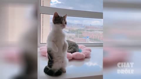 funny scenes with cats