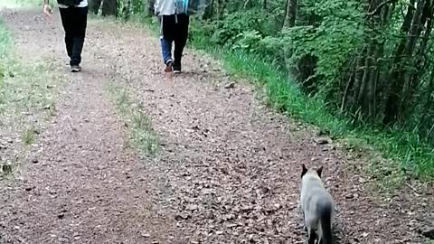 adventure cat on a hiking trip, walk by himself