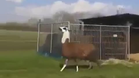 FUNNY VIDEO OF LAMA DANCING AND JUMPING!!!