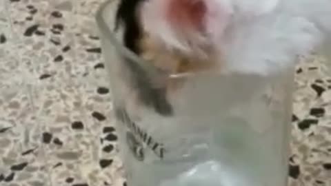 My kitty is drinking water