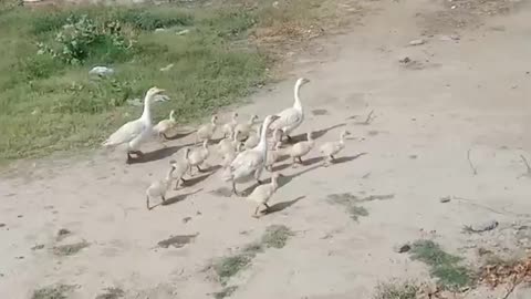 Duck and his family walking on ground and their children looking pretty| #duckfamily