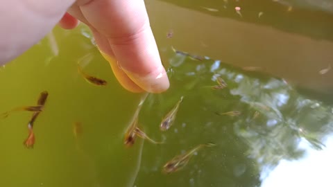Guppies nibbling on my fingers is quite relaxing.