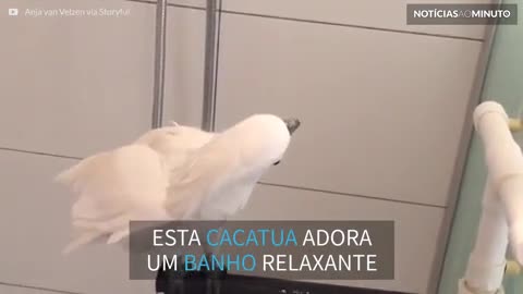 Esta cacatua adora banho de chuveiro!