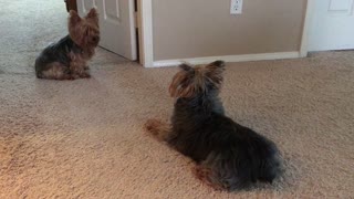 Yorkies Playing