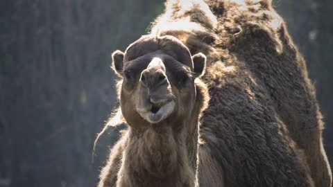 Mammal Animal Camel Ruminate Chewing