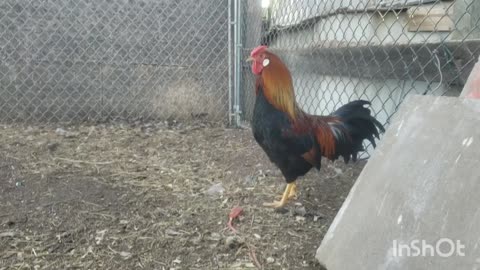 Light Brown Leghorn Cockerel