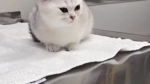 Kittens worried about seeing vet