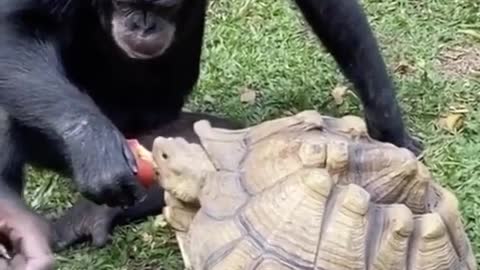 Gentle Monkey Feeding A Turtle With Apple