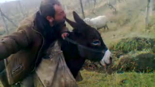 The man opens the donkey in love and kisses it