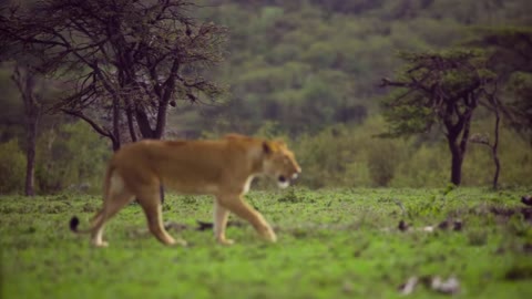 Lioness Walking Through Scrubland 02