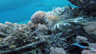 Coral reefs and water plants in the Red Sea, Eilat Israel