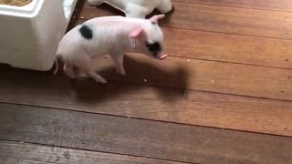 Cerdito juega con su amigo "bulldog"