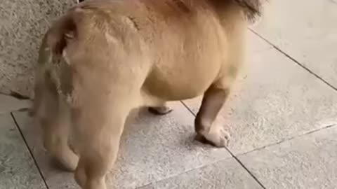 Fashionable Little Lion Dog