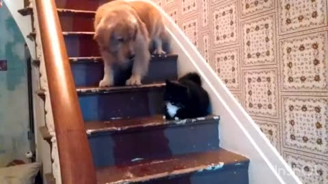 The dog is afraid to go down the stairs. That's all... Cat's