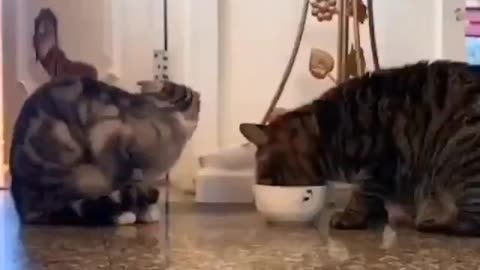 Cute Friendly Cats share meal together