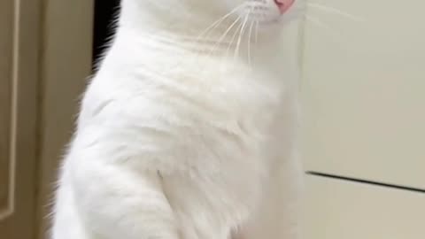 Cute Cat Video and Kittecat Cat Video
