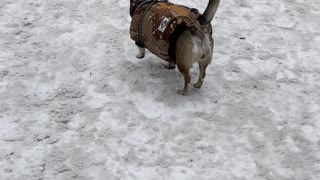 Happy Dog on a Winter Walk