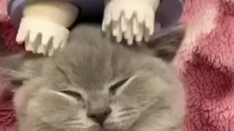 Cute cat relaxing with massage device
