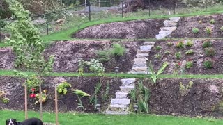 Quick Thinking Dog Dodges Runaway Trampoline in Storm