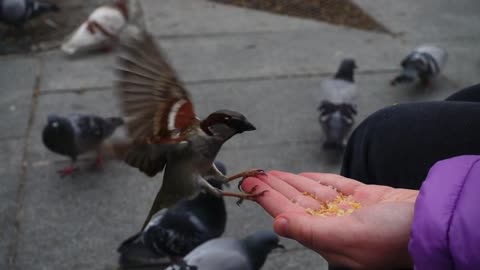 Person feeding birds with his hand on the street