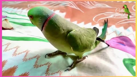 The talking Ring-neck parrot