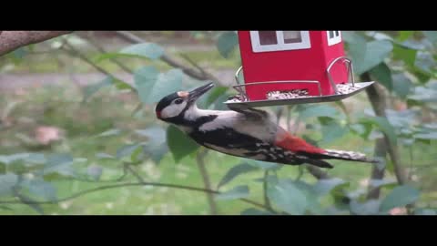 Beautiful Relaxing Bird Footage