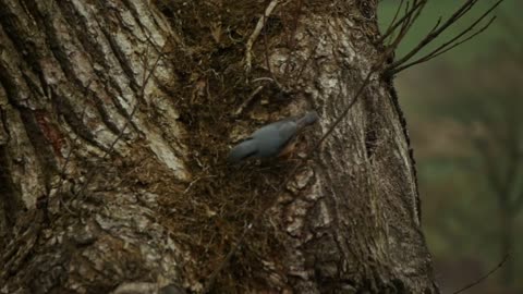 Bird Small Brown Grey Red Feather Plumage Tree