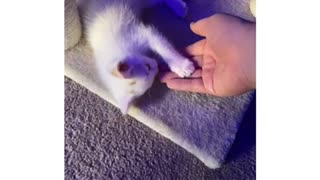 Playful Kitten Snowflake